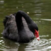Pourquoi faut-il se préparer face au risque du cygne noir?